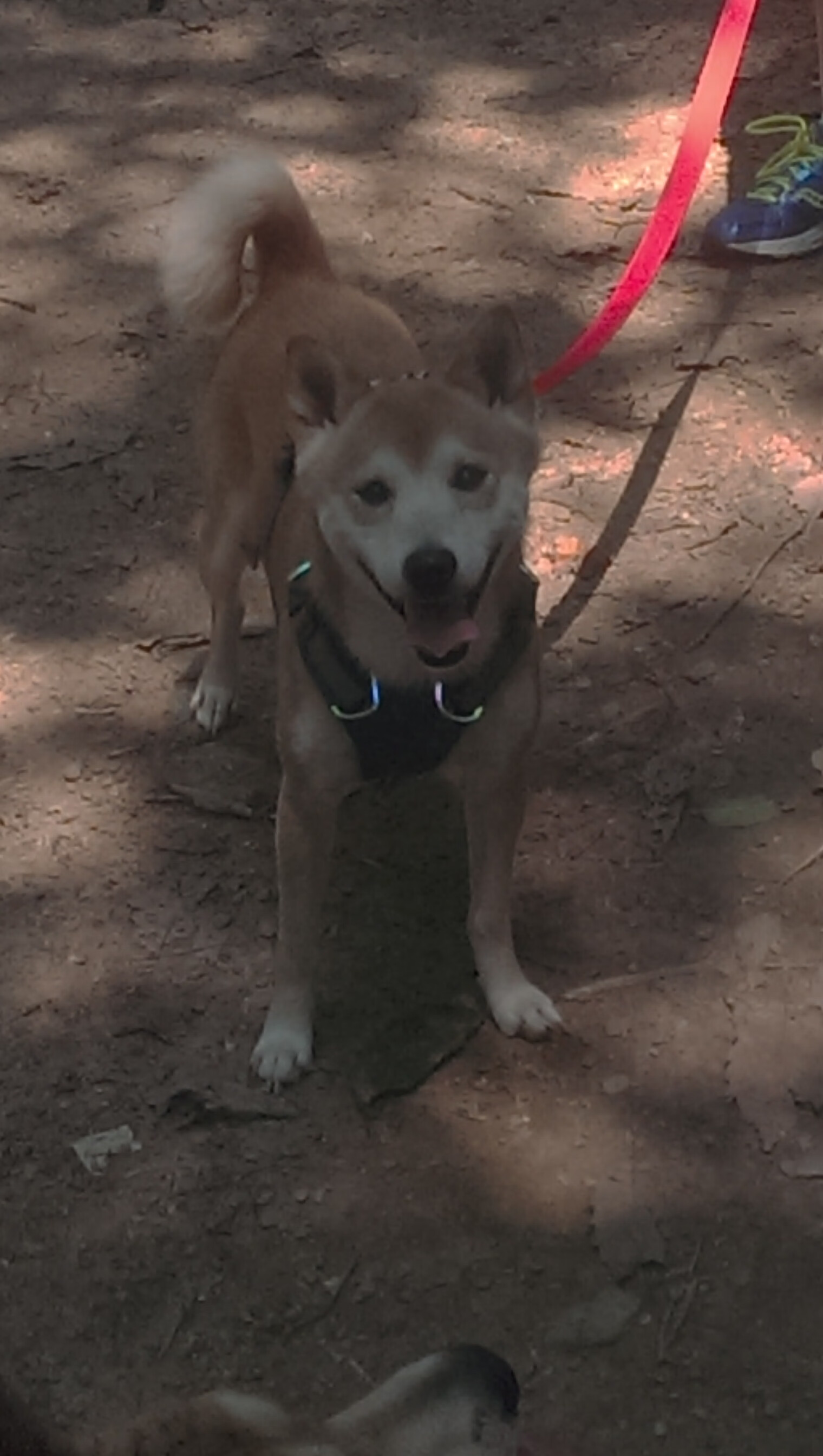 锡安爆发撕裂防线，猛龙决胜局险胜森林狼